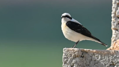Gaziantep Oğuzeli’ndeki Doğanpınar Barajı'ndaki kuş zenginliği