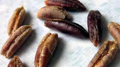 Sağlık Deposu: Hurma Çekirdeğinin Bilinmeyen Faydaları!