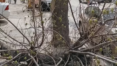 Keşan’da şiddetli rüzgar nedeniyle ağaç kırıldı