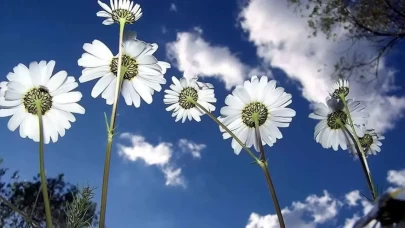 Son cemre toprağa düşüyor: Bahar havası hissedilecek