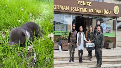 Karabük'te ayı yavrusu bulan orman işçileri, yetkililere teslim etti