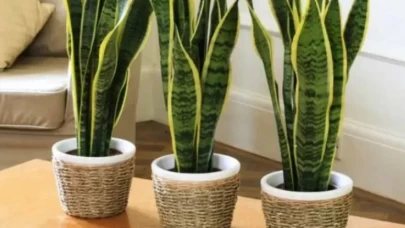 Salon bitkilerinizi sağlıklı tutmanın püf noktaları