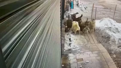Yüksekova'da yiyecek arayan kurda köpeklerden saldırı! O anlar görüntülendi!