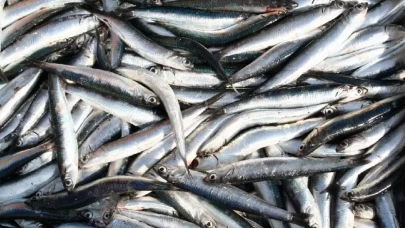 Türkiye'den 19 ülkeye hamsi ihracatı! 6 ayda 7 milyon dolar kazanç