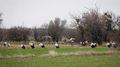 Göç eden leylekler Kütahya'da konakladı
