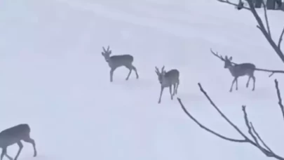 Kar üstünde muhteşem manzara!