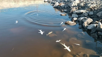 Gaziantep’te Karasu Çayı'nda balık ölümleri ve renk değişimi başladı