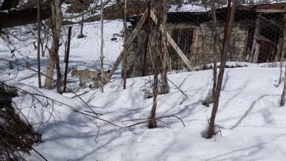 Gümüşhane'de nesli tükenme tehlikesindeki vaşak görüntülendi