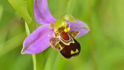 Kemer orkidesi nedir? Bu çiçeği koparmanın cezası neden 557 Bin 212 TL?