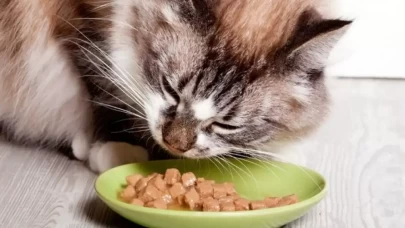 Kediler Ne Yer ve Hangi Besinleri Tüketebilir?
