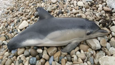 Kuşadası sahilinde tırtak yunusu ölü bulundu: Nesli tehdit altında