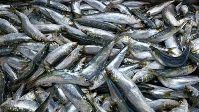 Trabzon'da ramazanda balığa talep arttı