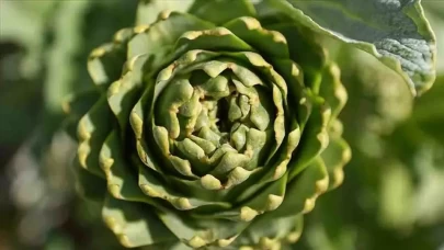 Rüyada Enginar Görmek Ne Anlama Gelir?