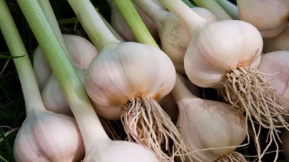 Sarımsaklar nasıl taze tutulur?