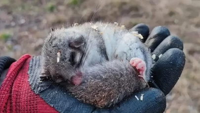 Kastamonu'da tesadüfen bulunan 9 yediuyur ormana salındı