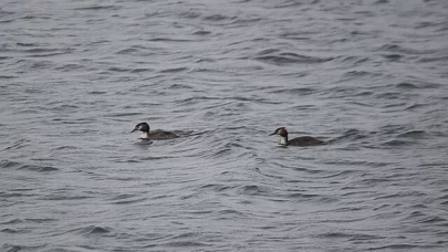 Bolu'da 300 kuş türüyle zenginleşen doğa turizmi