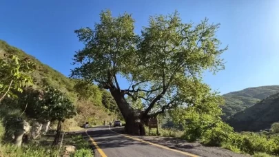 330 yıllık ulu çınar tarihe meydan okuyor