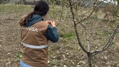 Selendi'deki zirai don felaketi sonrası hasar tespiti başladı
