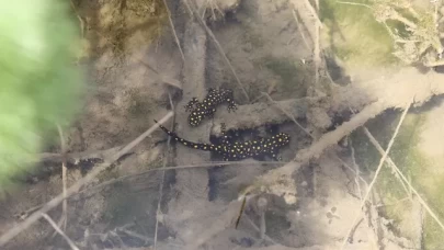 DOĞASEVERLERİN BACAVAN YAYLASI’NDAKİ YENİ KEŞFİ