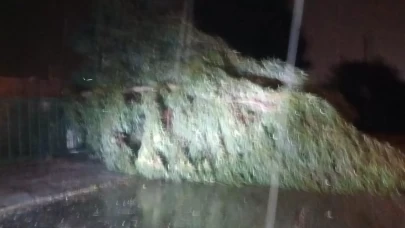 Aydın'da fırtına tahribat yaratıyor: Ağaçlar devrildi