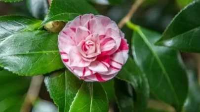 Lavinia çiçeği güzelliğiyle büyülüyor! Doğru bakımla sonbahara kadar çiçek açıyor