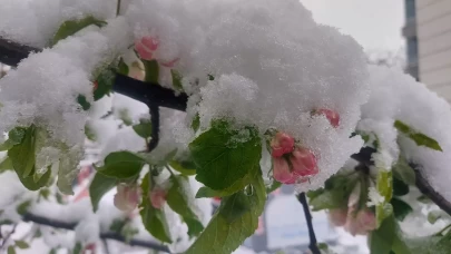 Amasya'da çiçek açan meyve ağaçları kar altında kaldı