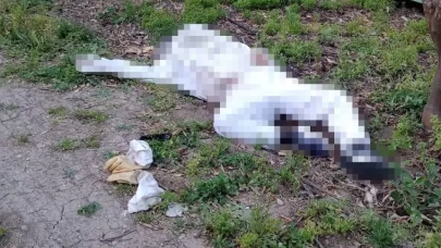 Arı sokması sonucu hayatını kaybetti