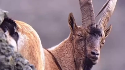 Artvin Deriner Barajı'nda yaban keçileri görüntülendi