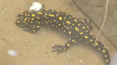 Sarı benekli semender Elazığ’da görüntülendi!