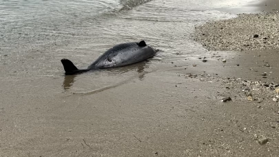 Sinop’ta sahilde ölü yunus bulundu