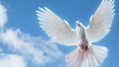 Rüyada beyaz kuş görmek: Yeni başlangıçlar ve huzur