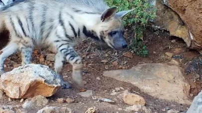 Anadolu'da çizgili sırtlan popülasyonu tespit edildi ve koruma altına alındı