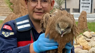 Adıyaman'da bulunan yaralı kızıl şahin koruma altına alındı
