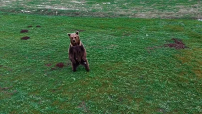 Kış uykusundan uyanan ayı böyle görüntülendi