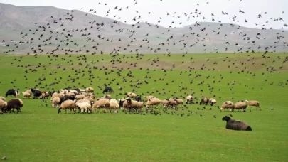 Muş Ovası’nda bahar coşkusu! Koyunlarla dans eden kuşlar görsel şölen sundu