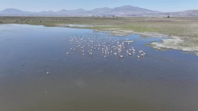 Baharın habercisi leylekler Hürmetçi Sazlığı'nda