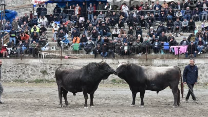 Yusufeli Boğa Güreşleri Festivali'nde 30. yıl coşkusu