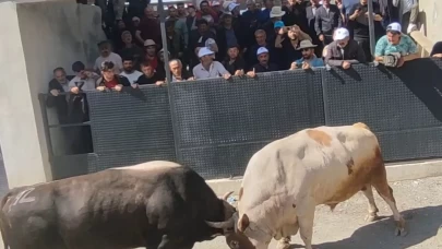 Artvin’de panik anları! Boğa güreşi tarihinde ilk defa yaşandı