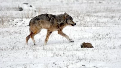Kurtlar ve kızıl tilkiler bir arada görüntülendi