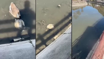 Yeşilırmak’ta balık ve kuş ölümleri nedeniyle alarm verildi!