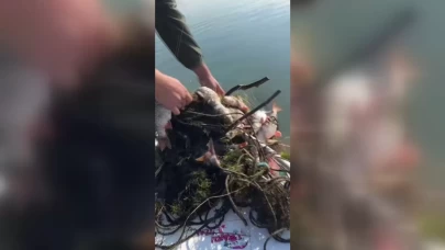 Sapanca Gölü'nde balıkçılar, 'hayalet' ağlara takılmış binlerce ölü balık buldu