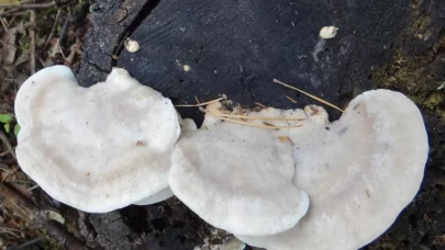 Bilinen en acı madde bulundu