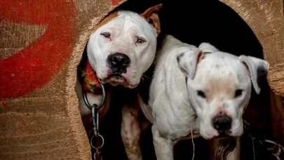 Manisa'da pitbull" besleyen 2 kişiye 304 bin lira idari para cezası!