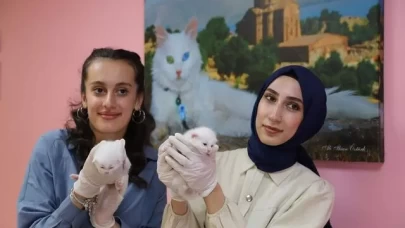 Van kedileri, 2025’in ilk yavrularını dünyaya getirdi