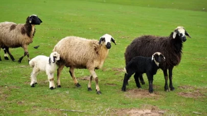 Doğa uyanıyor: Muş'ta meralarda bahar coşkusu!