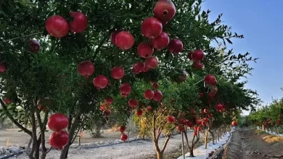 Isparta'da son 3 yılda 180 bin meyve fidanı dağıtıldı