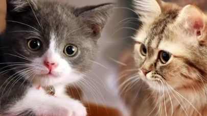 Kedilerin Bıyıkları Sadece Süs Değil: Adeta Gizli Bir Duyusal Radar!