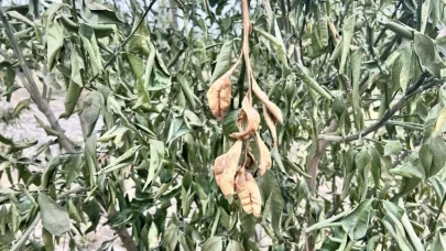 Zirai don alarmı! Meteoroloji'den uyarı geldi