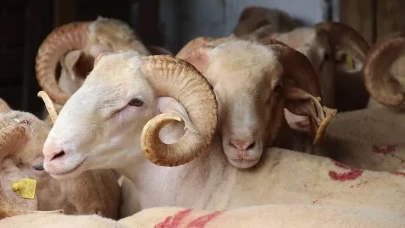 Kurban kesim bedeli ne kadar? Diyanet açıkladı