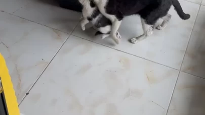 Anne kedinin, yavrularını dükkana getirme anı güvenlik kamerasına yansıdı